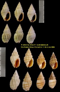 キグチトクサバイ Phos textum small