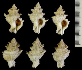 ユウビカセン Babelomurex amaliae small