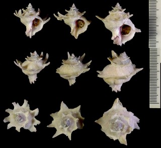 ヤマトカセン Babelomurex yamatoensis small