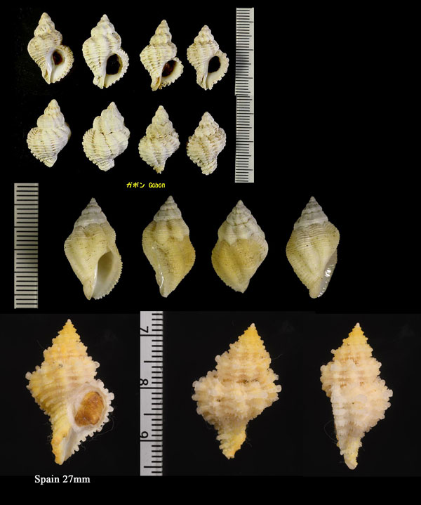 チレニアサンゴヤドリ Coralliophila meyendorffi small