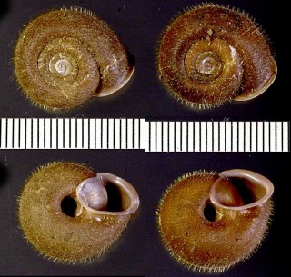 ケハダシワクチマイマイ Moellendorffia eucharistus small
