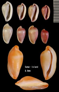 バライロカブトケボリ Primovula bullata small