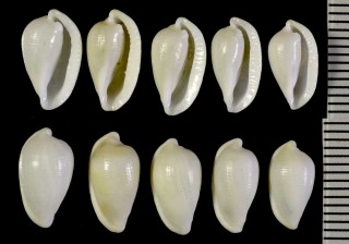 カブトケボリ Primovula galearis small
