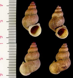 キューバのクチヒレガイ Rhytidothyra bilabiata small