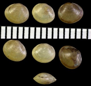 ニッコウマメシジミ cf. Pisidium cinereum nikkoense small