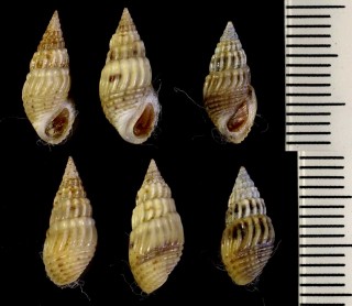 ネジヒダカワニナ 捻襞川蜷 Thiara riqueti small