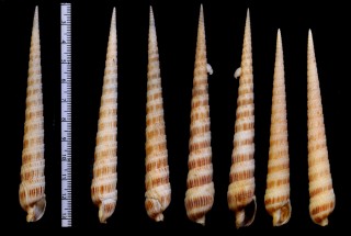 フトギリ Terebra pretiosa small