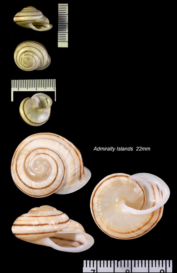 ヘンゲチャスジパプア Papuina novaegeorgensis small