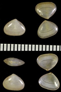 セイヨウケボリガイ Bornia sebetia small
