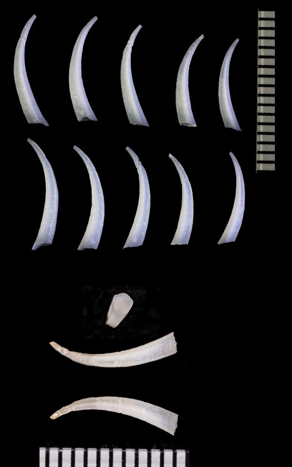 V~JhcmKC Entalina tetragona