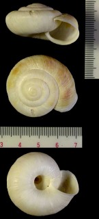 ヒロベソカタマイマイ 広臍堅固蝸牛 Mandarina luhuana small
