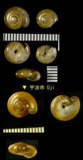 ウラジロベッコウ Urazirochlamys doenitzii small