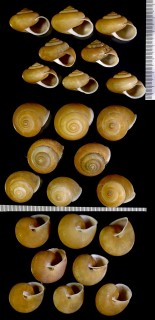 ヤサビロウドマイマイの仲間02 Chloritis lepidophora small
