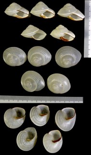 コマガタシロパプア Crystallopsis tricolor small