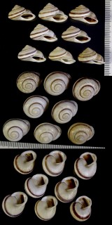 ジグザグサヤガタパプア Papuina tabarensis warreni small