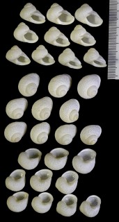 サメハダマイマイ Rhynchotrochus confirmata small