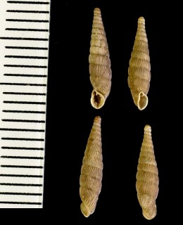 ジュノーギセルの仲間 Laciniaria macilenta small