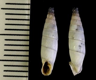 コスキネンアオギセル (仮称) Albinaria brevicollis koskinensis small
