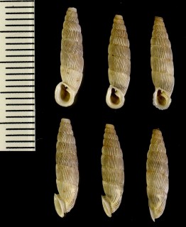 カバラギセルの仲間03 Carinigera damjanovi small