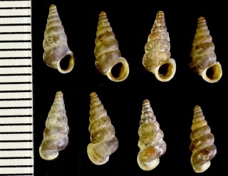 ヘンリーフランスゴマガイの一種02 Cochlostoma henricae huettneri small