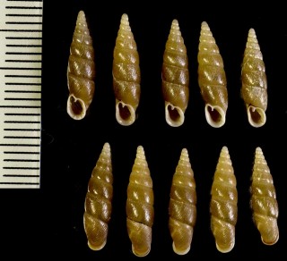 オキノシマナミギセル Stereophaedusa japonica okinoshimana small