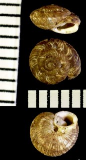 アルクタコマイマイ (仮称) Actinella arcta small