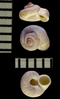 サツマムシオイ 薩摩虫負 Chamalycaeus satsumanus small