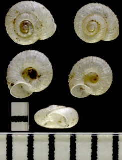 エゾミジンマイマイ Vallonia patens small