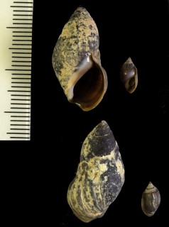 フォーリーカワニナ (仮称) Melanopsis foleyi small