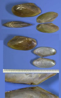 タイのドブガイの仲間 Pilsbryoconcha exilis small