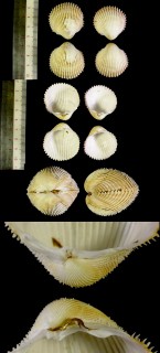 イチゴザル 苺笊貝 Vepricardium multispinosum small