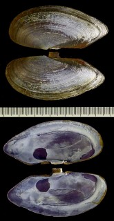 マスオガイの仲間 未詳 Psammotaea sp. small
