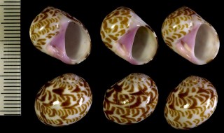 クチムラサキタマガイ Natica violacea small