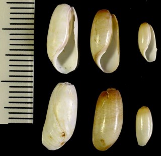オオコメツブの仲間 Acteocina culcitella small