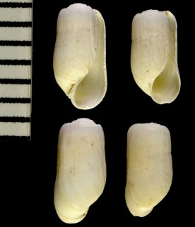 チャイロヘコミツララガイ Retusa obtusa small