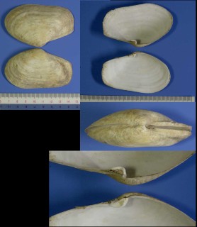 セイヨウスエモノガイ Thracia pubescens small