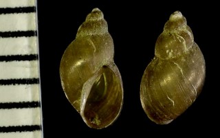 コシダカヒメモノアラガイの仲間？ 未詳 Lymnaea sp. small