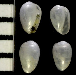 チビツユダマ 倭露玉 Crithe nanaoensis small