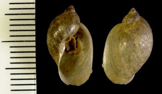 ナタールモノアラガイ (仮称) Lymnaea natalensis small