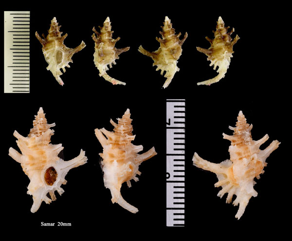 カセンホネガイ Favartia martini small