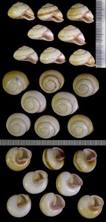 ハタオリパプア Papuina vexillaris small