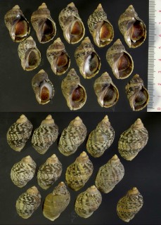 チヂミボラ類02の一型 Nucella dubia forma acutispira small