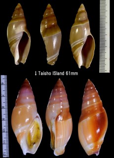 ミヤビリュウグウボタル Amalda sp. small