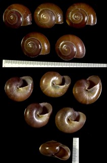 ドリアタチバナマイマイ (仮称) Naninia doriae small