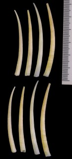 サフランツノガイ近似種 ? 未詳 Dentalium sp. small