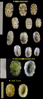 アサテンガイ 浅天蓋 Diodora mus small
