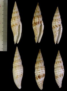 アラフデの仲間 Ziba salisburyi small