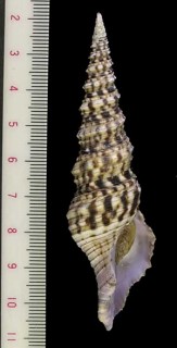 キイクチムラサキクダマキ Turris nadaensis small