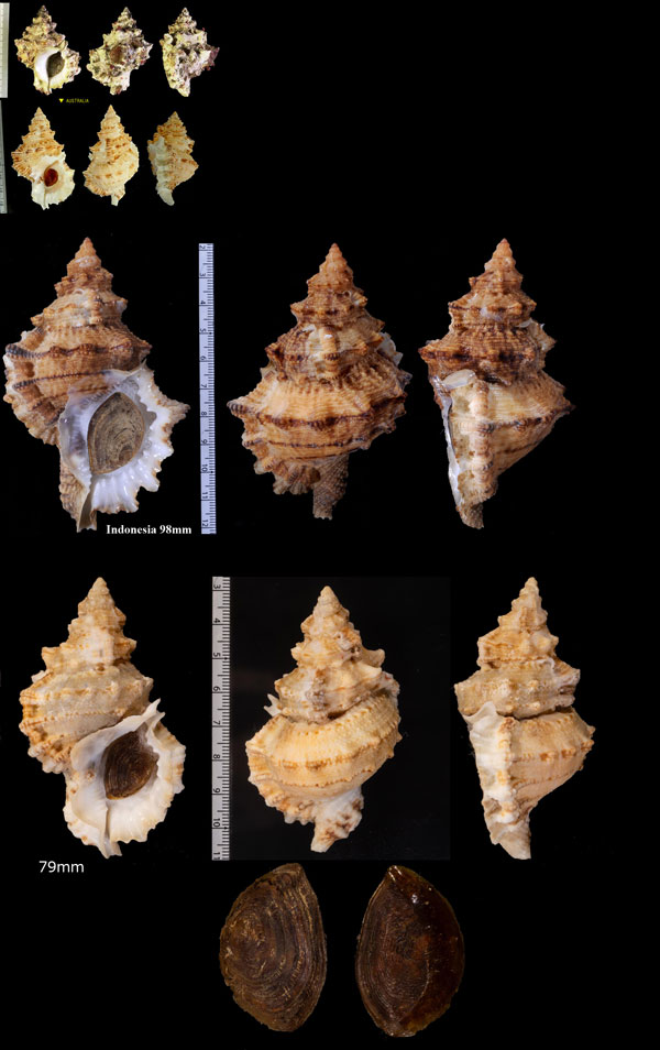 チリメンナルトボラ Tutufa oyamai small