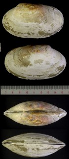 アケビガイ 木通貝 Calyptogena kawamurai small